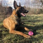 Nelly Berger Belge Malinois