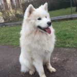 Jayzy Samoyede