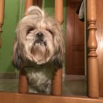 Canelle Shih tzu