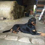 Gipsy Beauceron