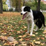 Lemon Border Collie