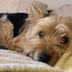 Isis Yorkshire Terrier