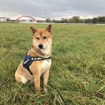 Ahyao Shiba Inu