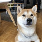 Lexis Shiba Inu