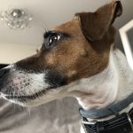 Iofi Jack Russel Terrier