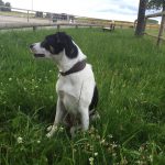 Lilou Border Collie/Bouvier