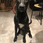 Orya Beauceron croisé Berger Allemand