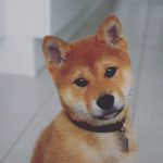 Oslo Shiba Inu