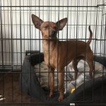 Prince Pinscher