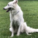 Eclipse Berger blanc suisse